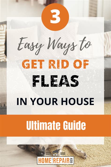 Best Flea Treatment To Get Rid Of Fleas at Vikki Kearney blog
