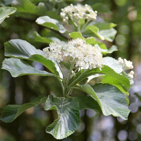 Buy whitebeam Sorbus aria 'Lutescens': Delivery by Waitrose Garden