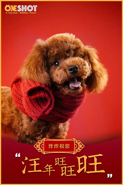 狗狗汪星人图片-圣诞节的白色小狗素材-高清图片-摄影照片-寻图免费打包下载
