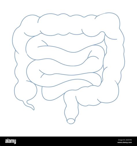 Large Intestine Drawing Definition Of Gastrointestinal Tract NCI