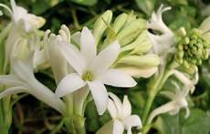 tuberose fiori significato dei fiori la tuberosa pollicegreen tuberose fiori significato dei fiori la tuberosa pollicegreen