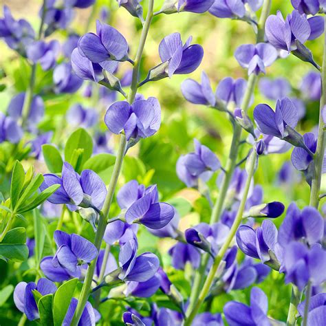 False Blue Indigo