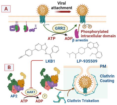 Mechanistic-Based Classification of Endocytosis-Related Inhibitors ...