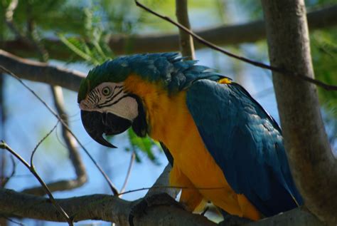 Wildlife In Punta Cana