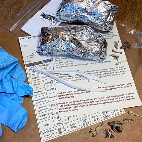 Owl Pellet Dissection Kit, Homeschool Activities, Science Class ...