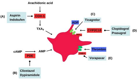 Mechanism Of Action Vorapaxar Clopidogrel Vs Management Of