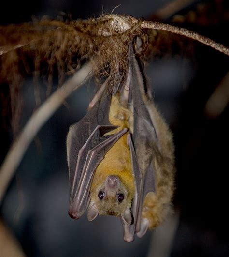 Animals Archive - Dudley Zoo and Castle