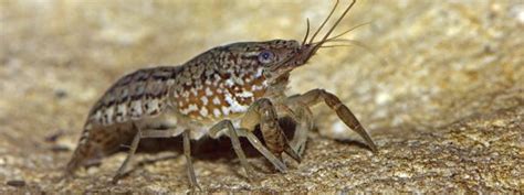 Image result for Why Do Humans Reproduce