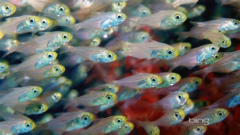 Bing Wallpaper Fish 的图像结果