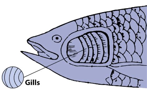 Respiration in Organisms Free MCQ Practice Test with Solutions - UPSC