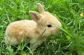 Image result for Baby Bunny Age Chart