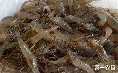 河虾吃什么食物？河虾的养殖管理要点 - 养殖技术 - 第一农经网
