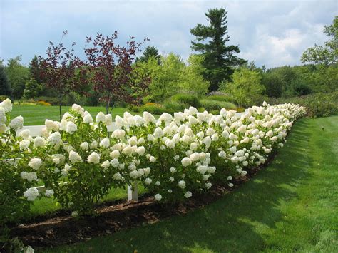 Limelight Hydrangea Hedge