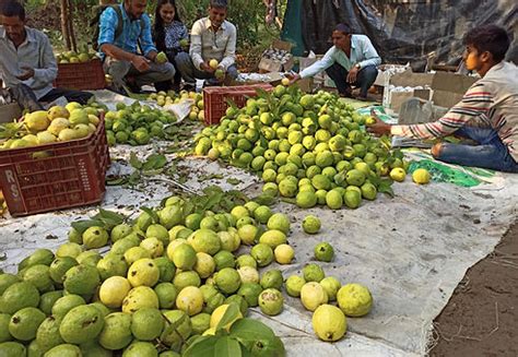 InnoFarms, SNL Innovations Pvt Ltd | Mobile processing