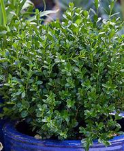 Image result for Buxus Baby Gem