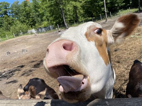 Images Of Cows Faces HandCraftedLife
