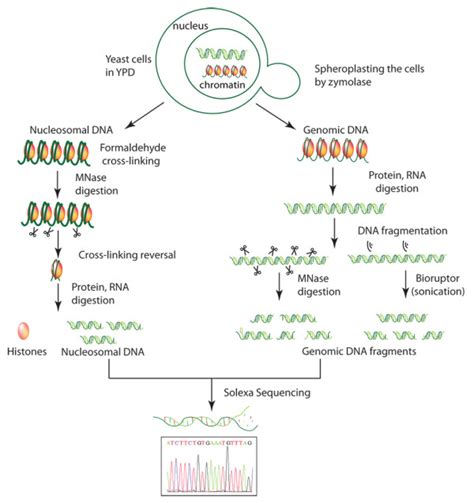 How to Process a DNA Sample 的图像结果