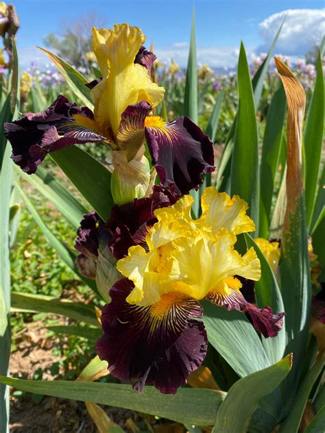 Reckless Abandon – Ripple Effect Iris Farm