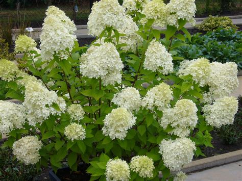 Hydrangea Paniculata Limelight - www.inf-inet.com