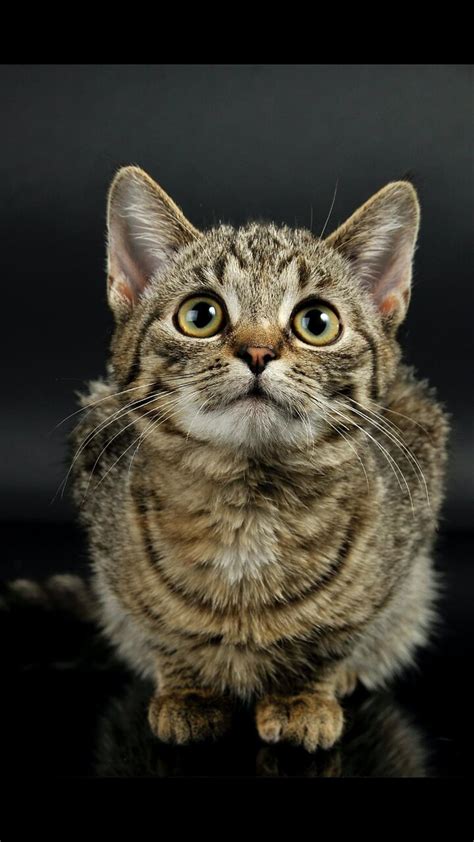 Funniest Cats and Dogs Video Part 12 - One News Page VIDEO