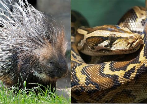 Image result for Python Eating Porcupine