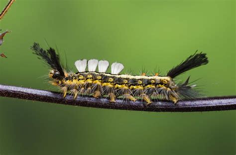Do Caterpillars Bite or Sting?