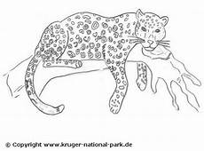 ausmalbilder tiere leopard malvorlagen leopard kostenlos coloring and malvorlagan ausmalbilder tiere leopard malvorlagen leopard kostenlos coloring and malvorlagan
