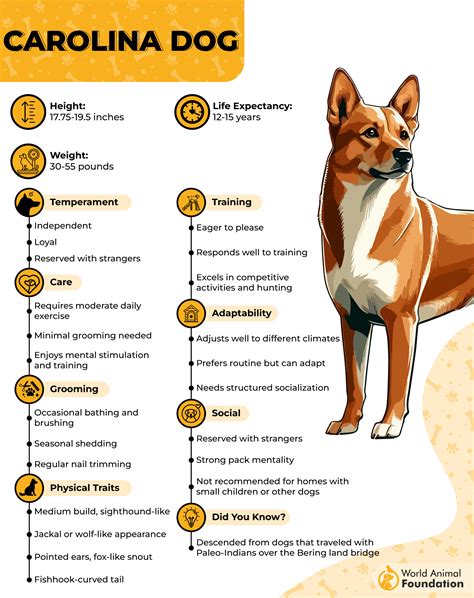 7 Most Spectacular Yellow Dog Breeds With Golden Coats