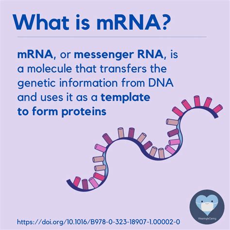 Mrna Definition
