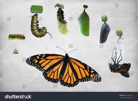 7 Stages Of Butterfly The Amazing Butterfly Life Cycle | Gardens With