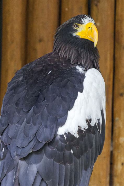 Steller's Sea Eagle Free Stock Photo - Public Domain Pictures