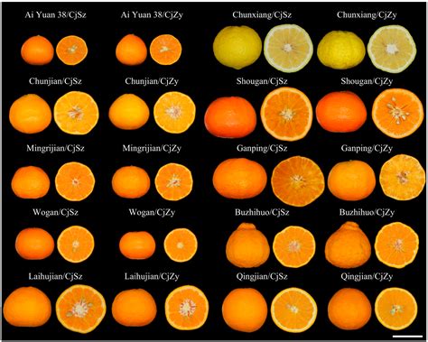 The Effects of a New Citrus Rootstock Citrus junos cv. Shuzhen No. 1 on Performances of Ten ...