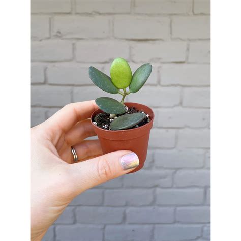 Xerosicyos Danguyi 'String of Coins' 2" — Stayin' Alive Succulents