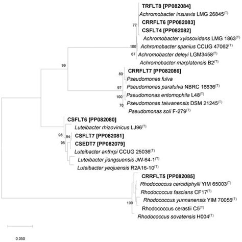 Antifungal Activity of Phyllospheric Bacteria Isolated from Coffea ...