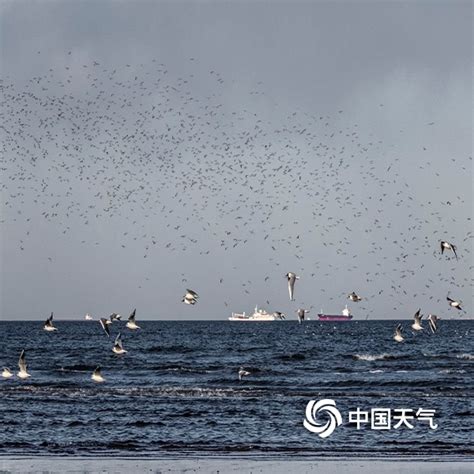 冬去燕归来，写在候鸟迁徙季之前的寄语- 中国生物多样性保护与绿色发展基金会
