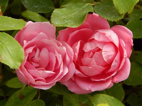 Pink Double Knock Out Rose – 7 Rhodes Market