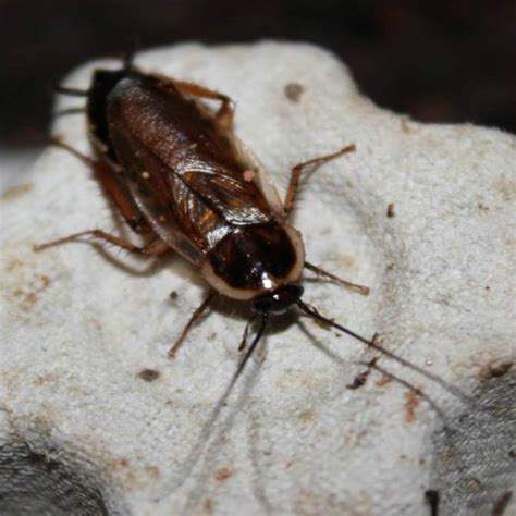 Pennsylavania Wood Roach Identification, Control and Information