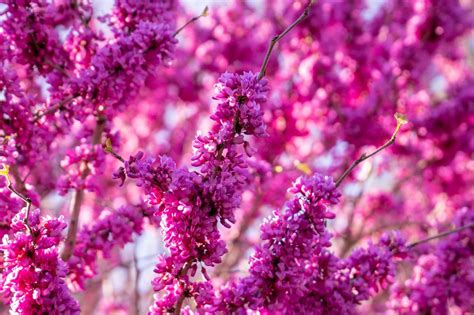 Best Dwarf and Small Trees for Front Yard Landscaping | Best Trees to Plant