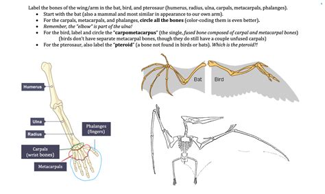 Solved Label the bones of the wing/arm in the bat, bird, and | Chegg.com