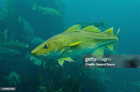 Cod Fish Swimming 的图像结果