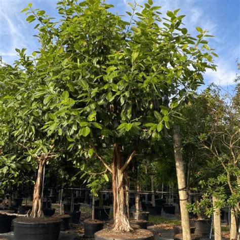 10 Fast Growing Shade Trees Perfect for Indian Climate – Bagwani Nursery