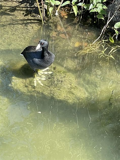 Image result for Best Digital Microscope