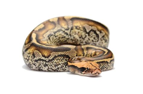 Image result for Blood Python Eating Rabbit