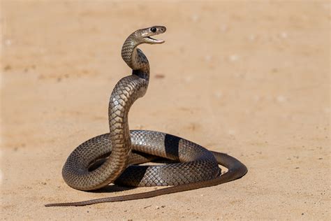 Native Australian Snakes