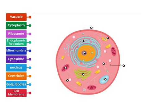 Cell Label 的图像结果