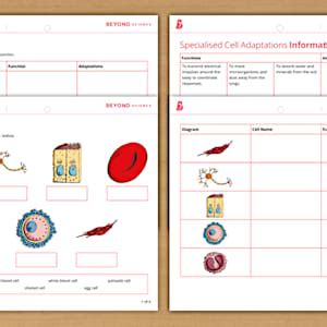 Specialised Cells | KS3 Cells and Organisation | Beyond