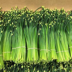 Qualtivate ® Green Leafy Fresh Vegetables Chives Seed Seed Price in ...