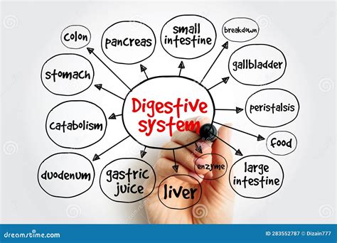 Digestive System Consists of the Gastrointestinal Tract Plus the Accessory Organs of Digestion ...
