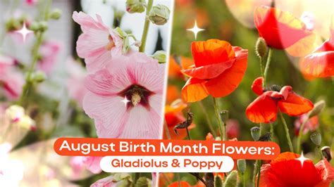 August Birth Flowers: Gladiolus and Poppy Symbolism