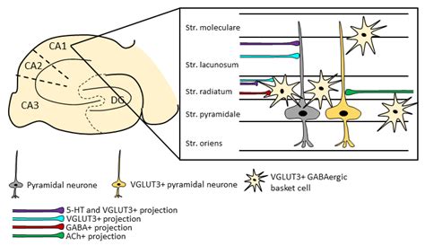 A New Player in the Hippocampus: A Review on VGLUT3+ Neurons and Their ...